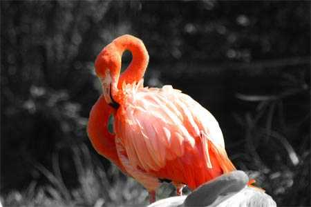 Faire ressortir un objet en couleur sur une photo en noir
